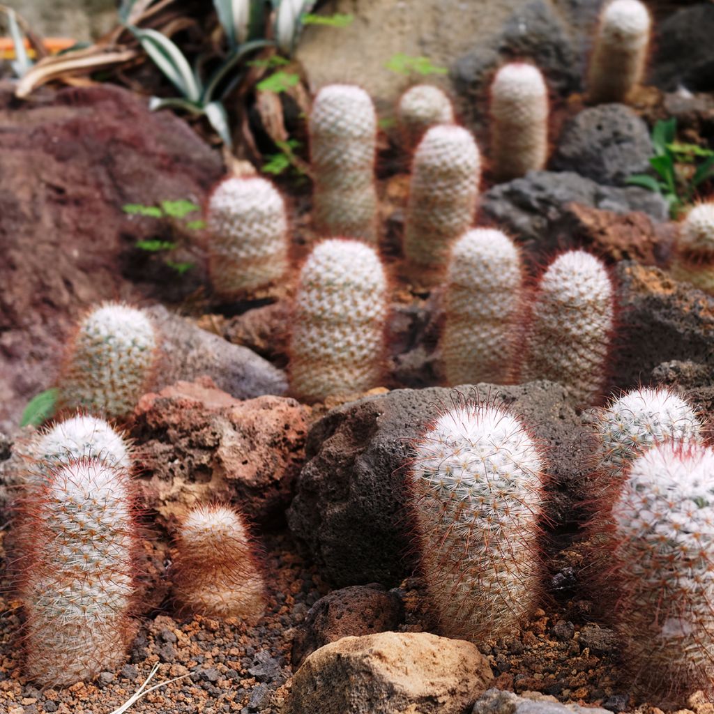 Cactus - Mammillaria bombycina