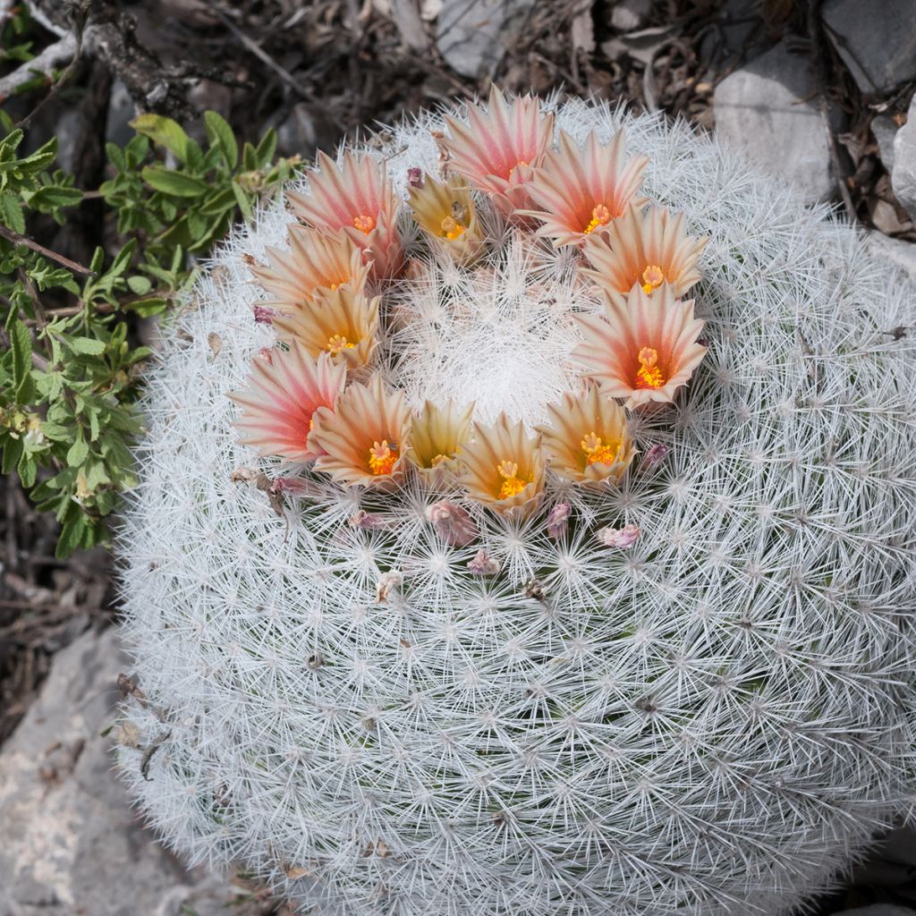 Cactus - Mammillaria candida