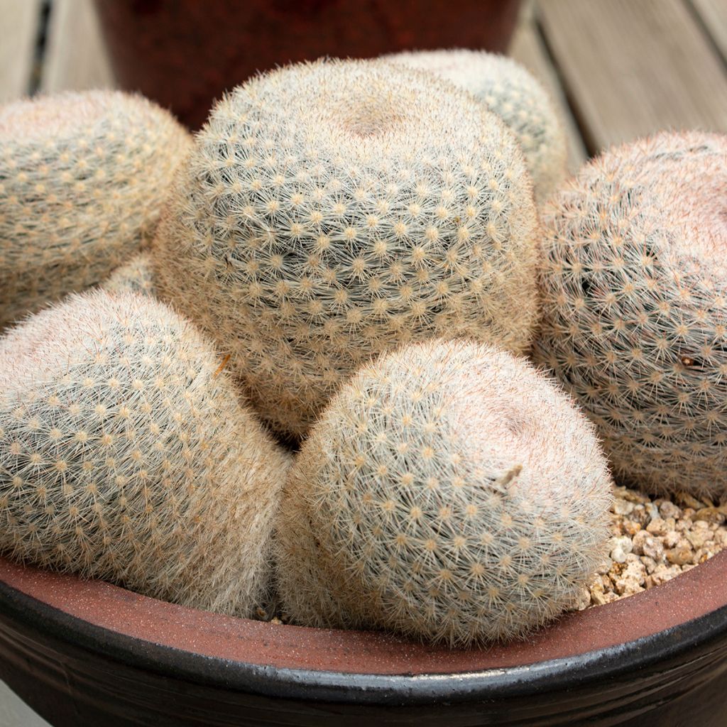 Cactus - Mammillaria candida
