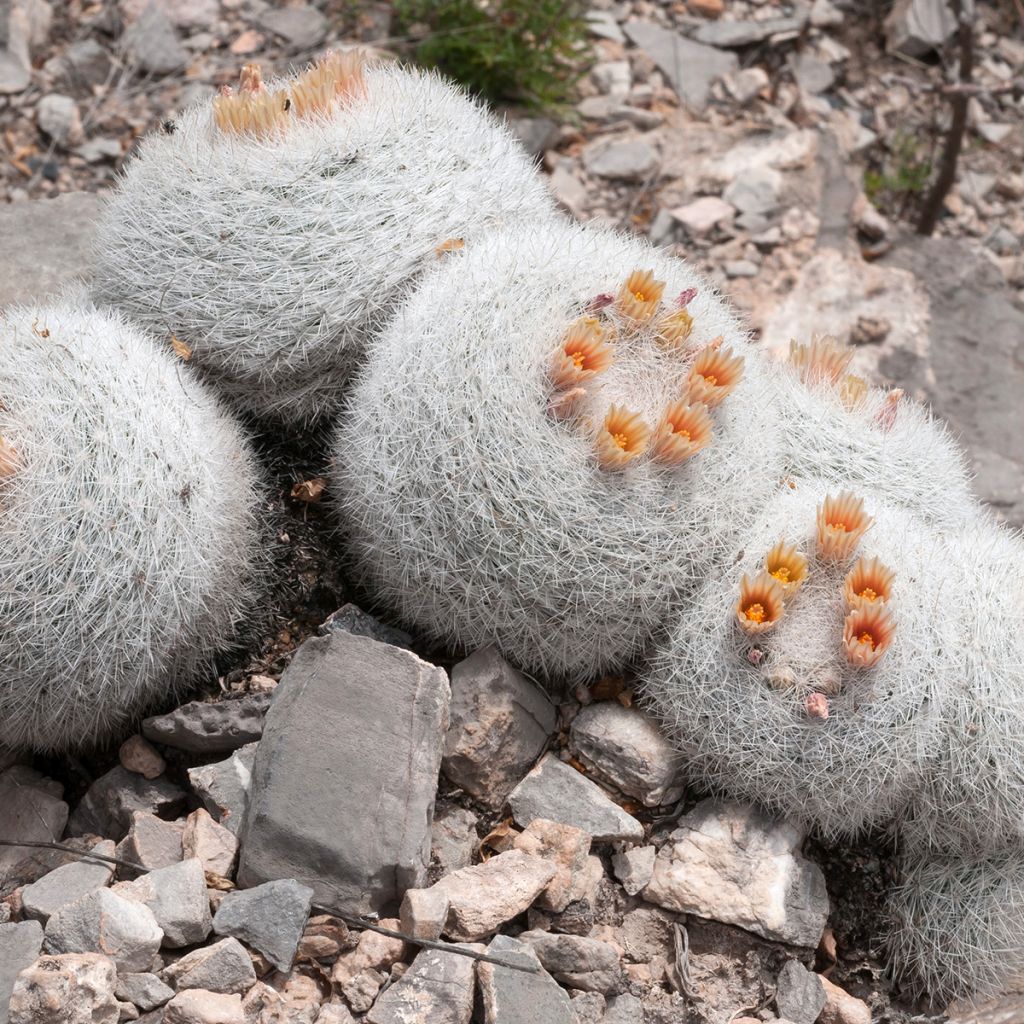 Cactus - Mammillaria candida