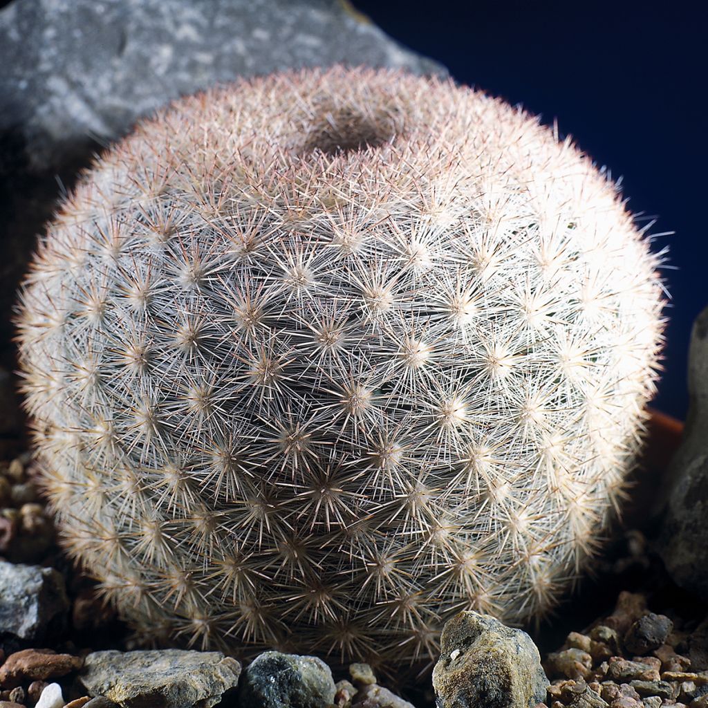 Cactus - Mammillaria candida