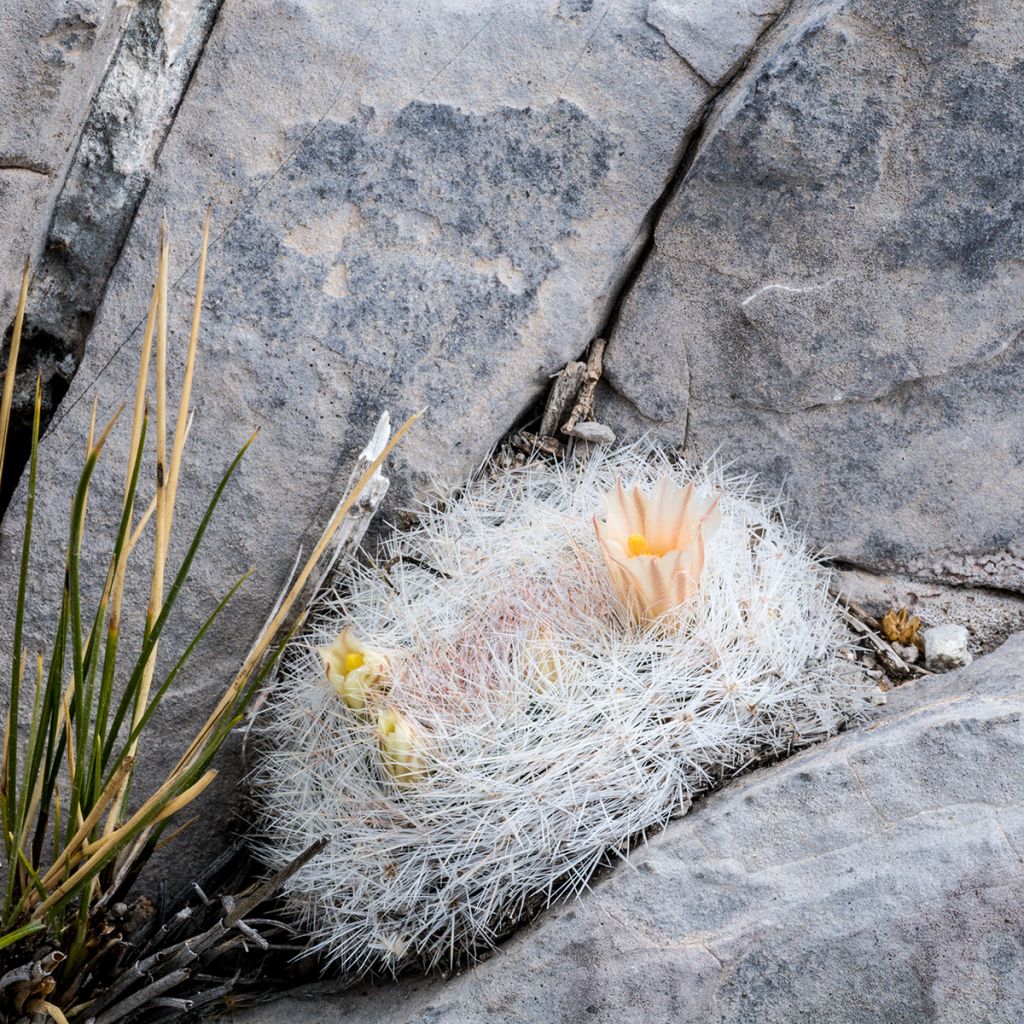 Cactus - Mammillaria candida