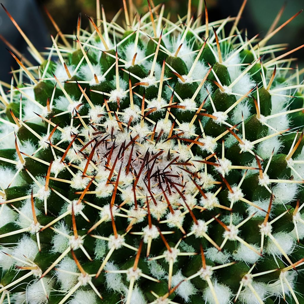 Cactus - Mammillaria nejapensis Silver Arrows
