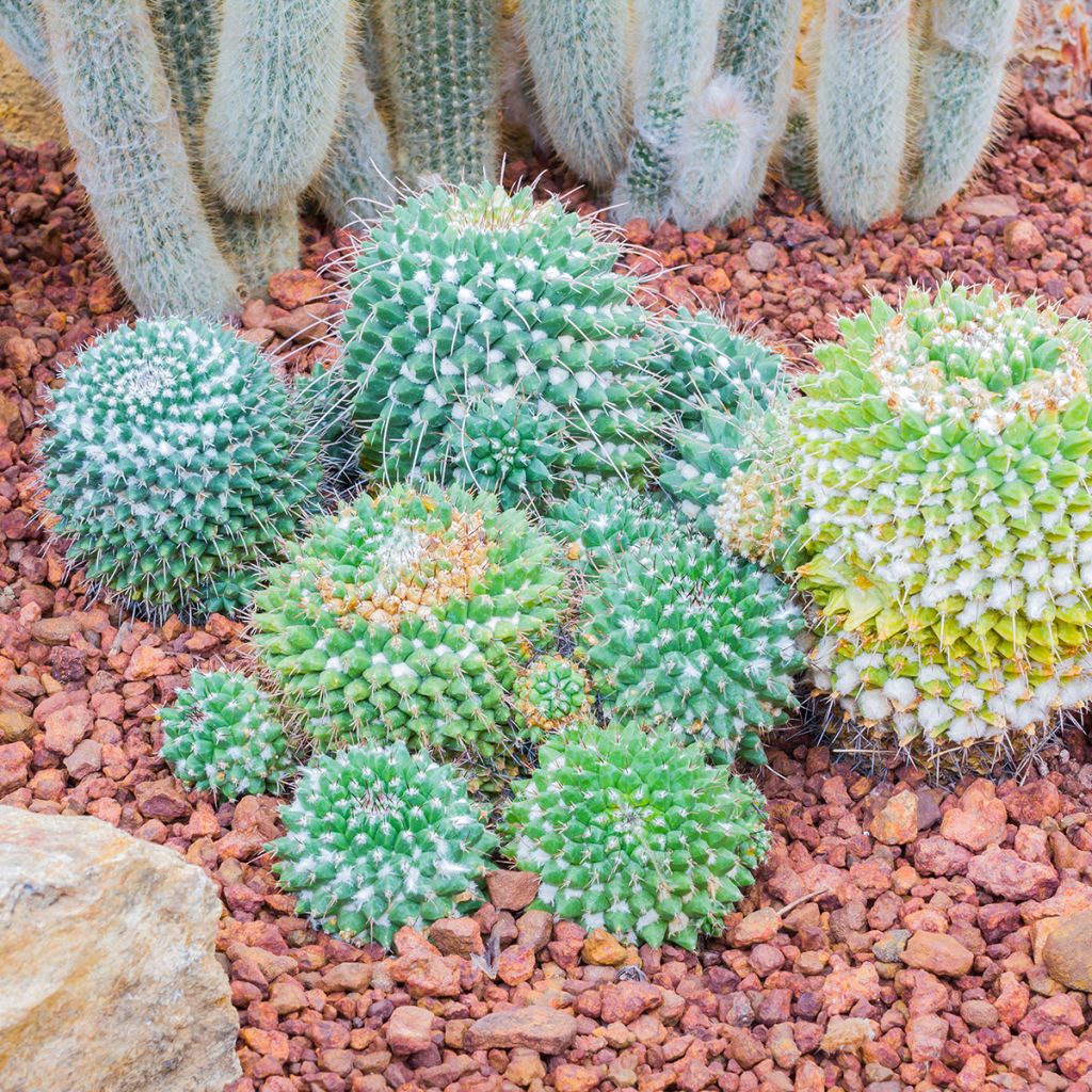 Cactus - Mammillaria nejapensis Silver Arrows