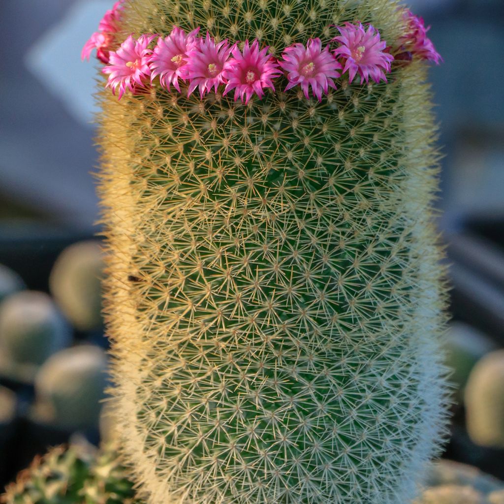 Cactus - Mammillaria pilcayensis