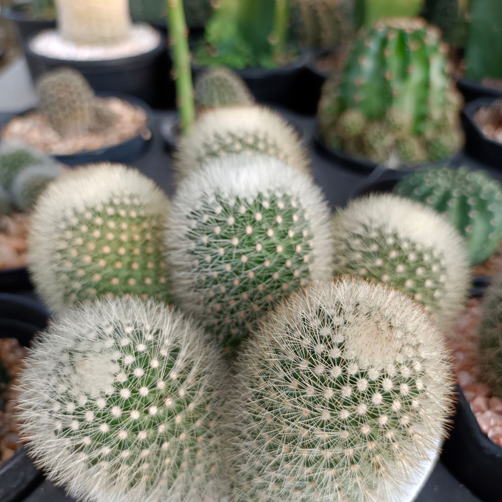 Cactus - Mammillaria pilcayensis