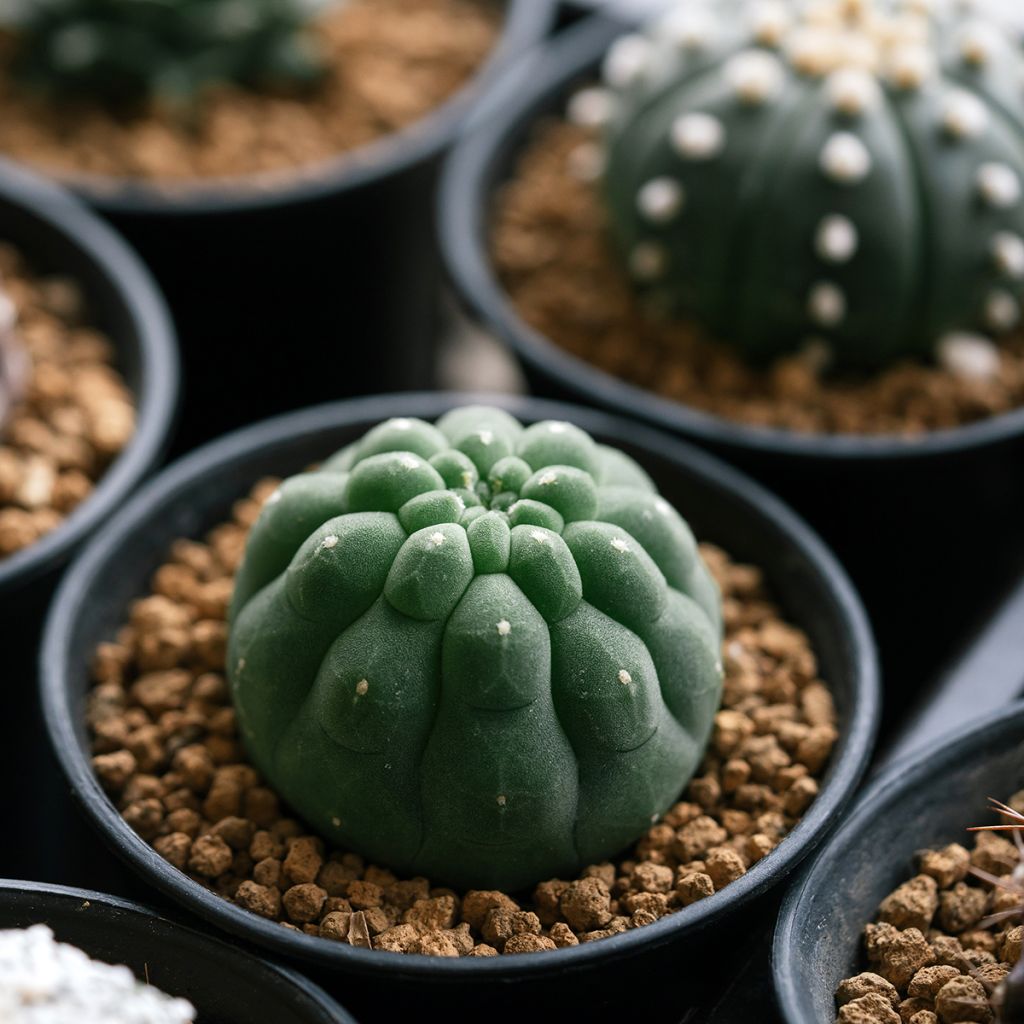 Cactus - Matucana polzii