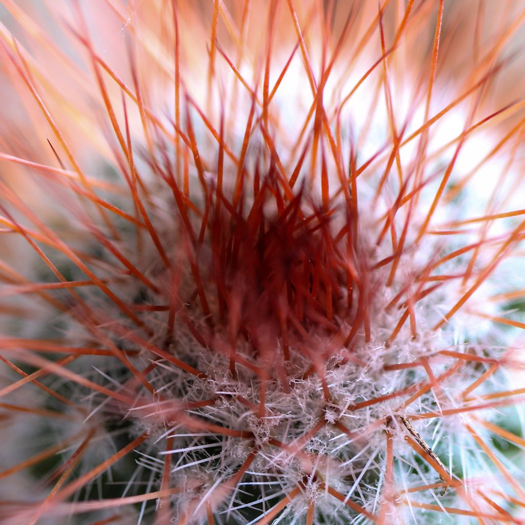 Cactus Mammillaria spinosissima f. rubrispina 