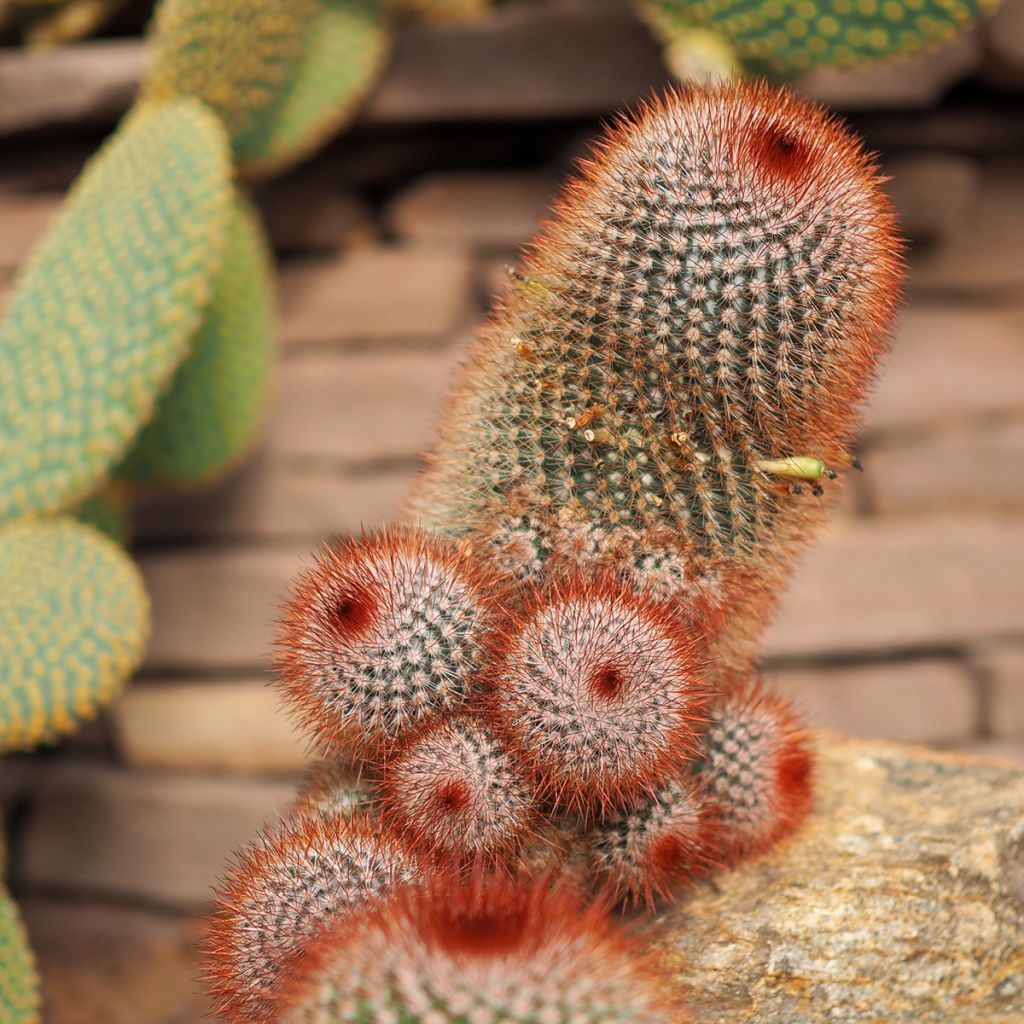 Cactus Mammillaria spinosissima f. rubrispina 