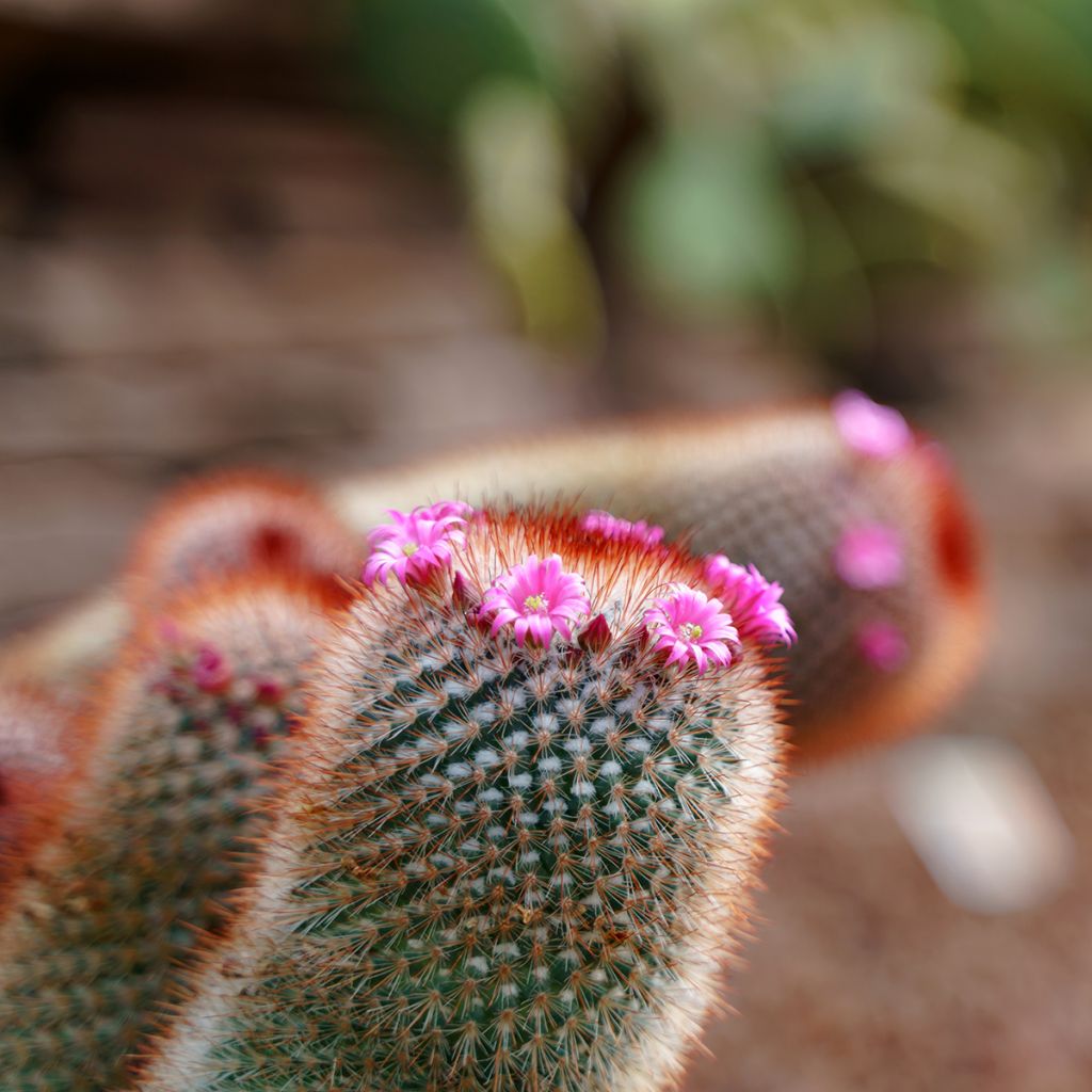 Cactus Mammillaria spinosissima f. rubrispina 