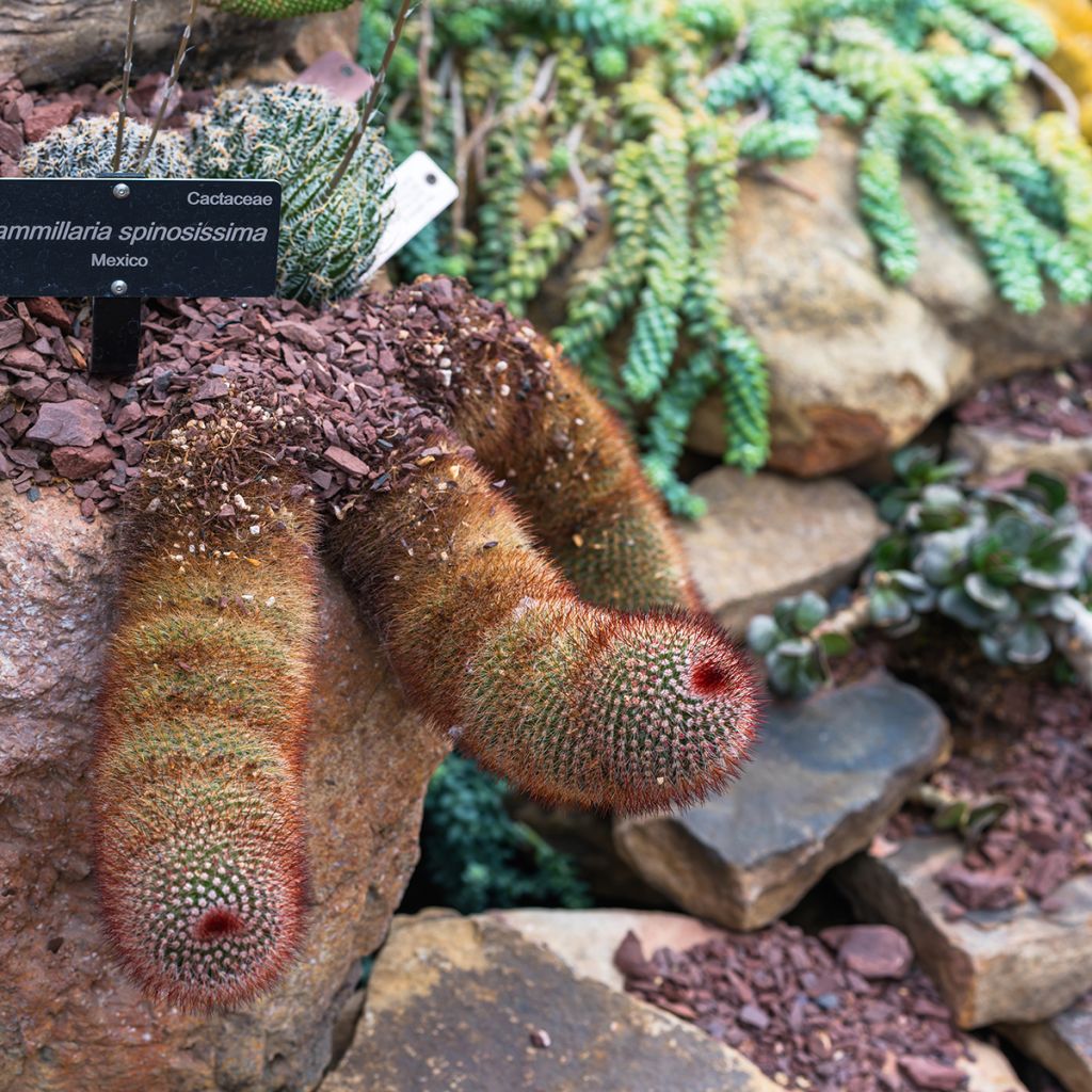 Cactus Mammillaria spinosissima f. rubrispina 