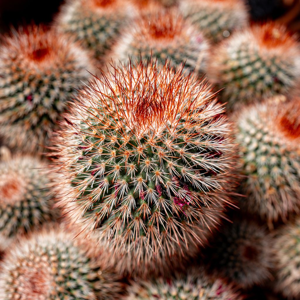 Cactus Mammillaria spinosissima f. rubrispina 