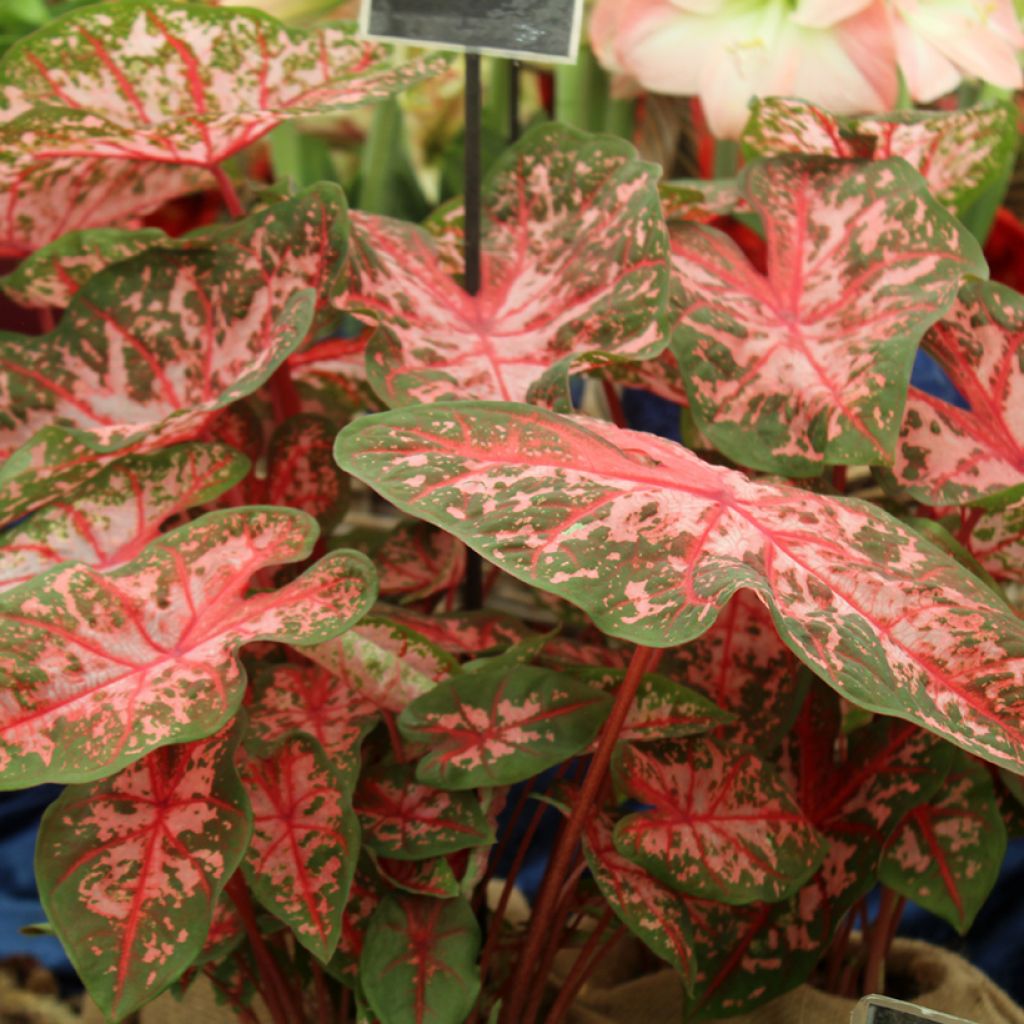 Caladium Carolyn Whorton