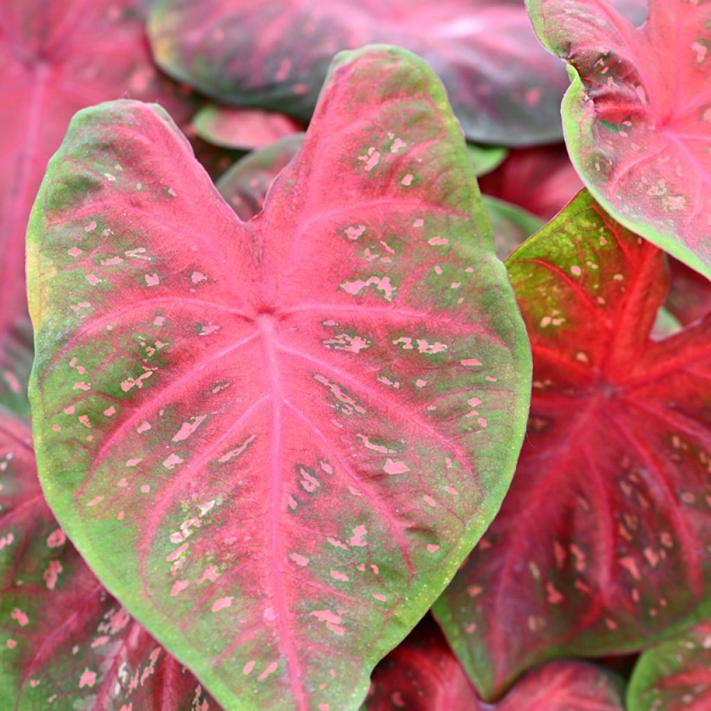 Caladium bicolor Casey