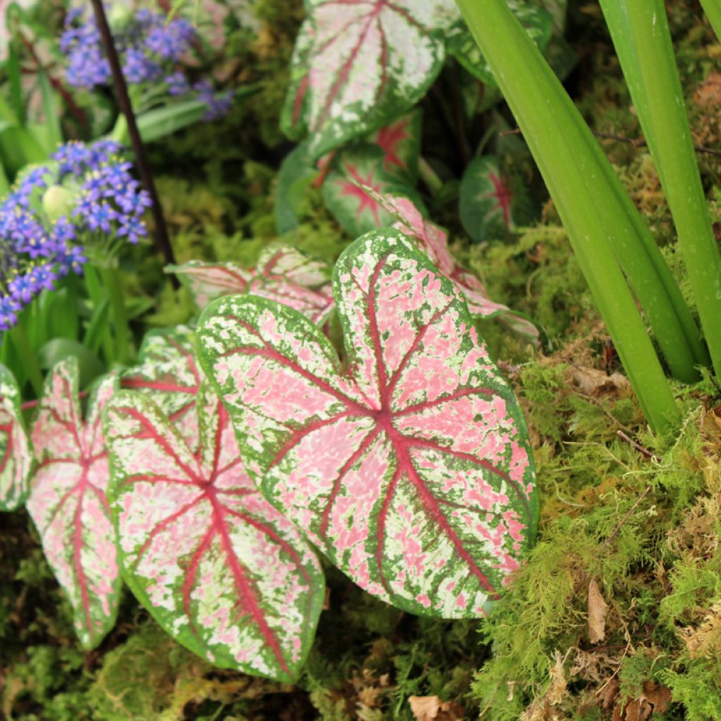 Caladium Tapestry