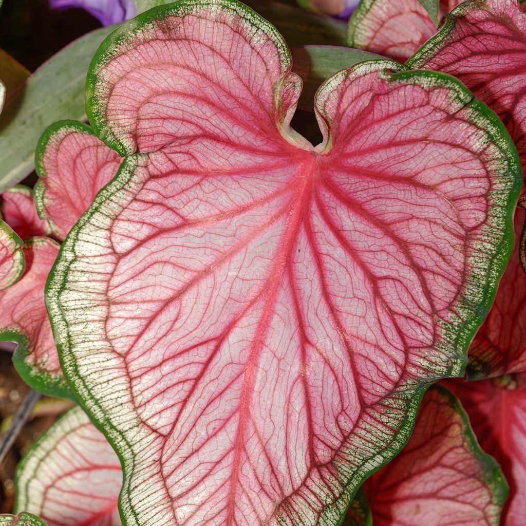 Caladium bicolor Lucia