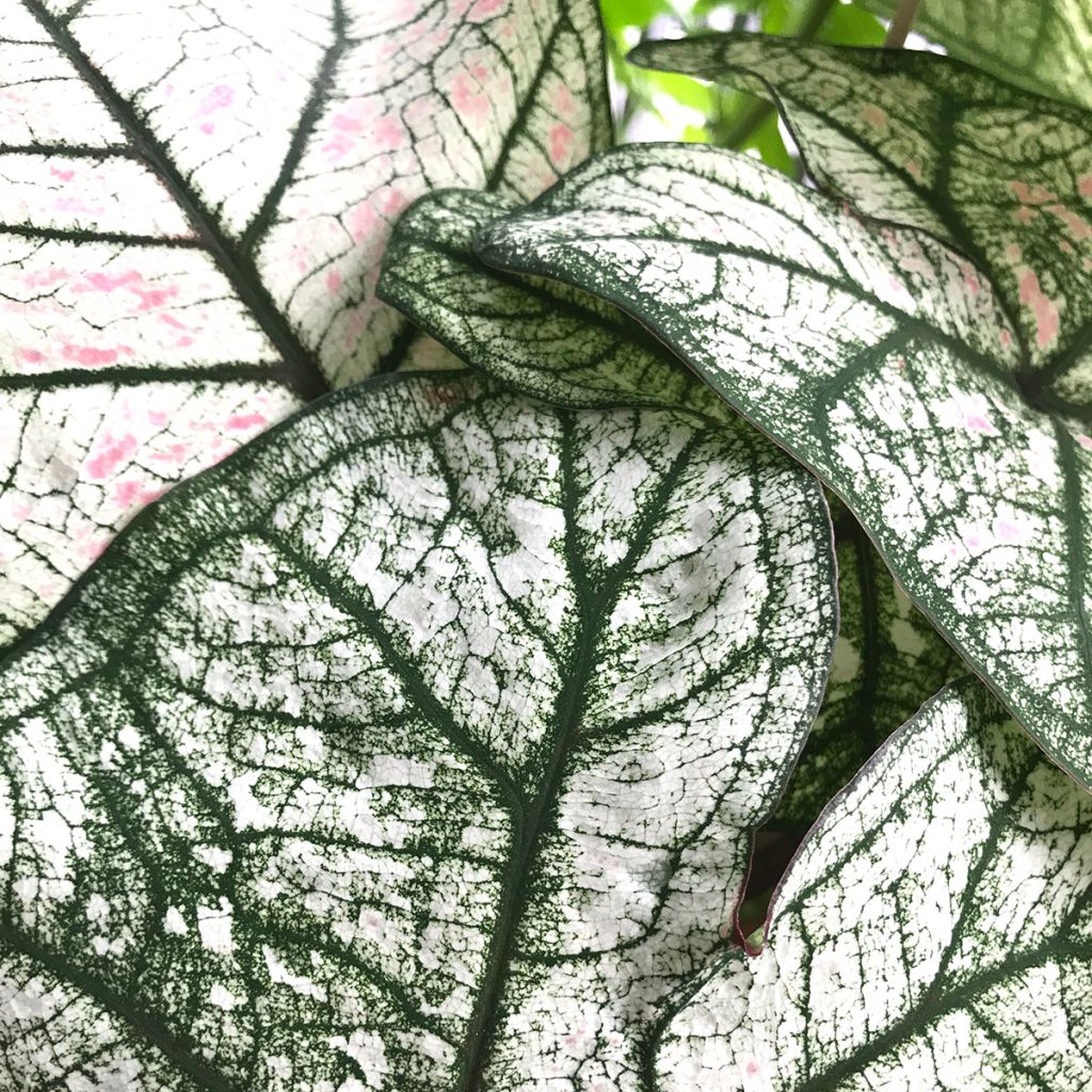 Caladium bicolor Pliage