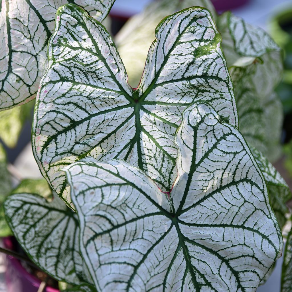 Caladium bicolor Pliage