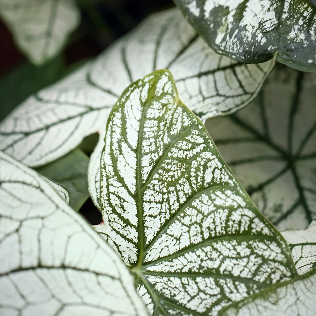 Caladium bicolor Pliage
