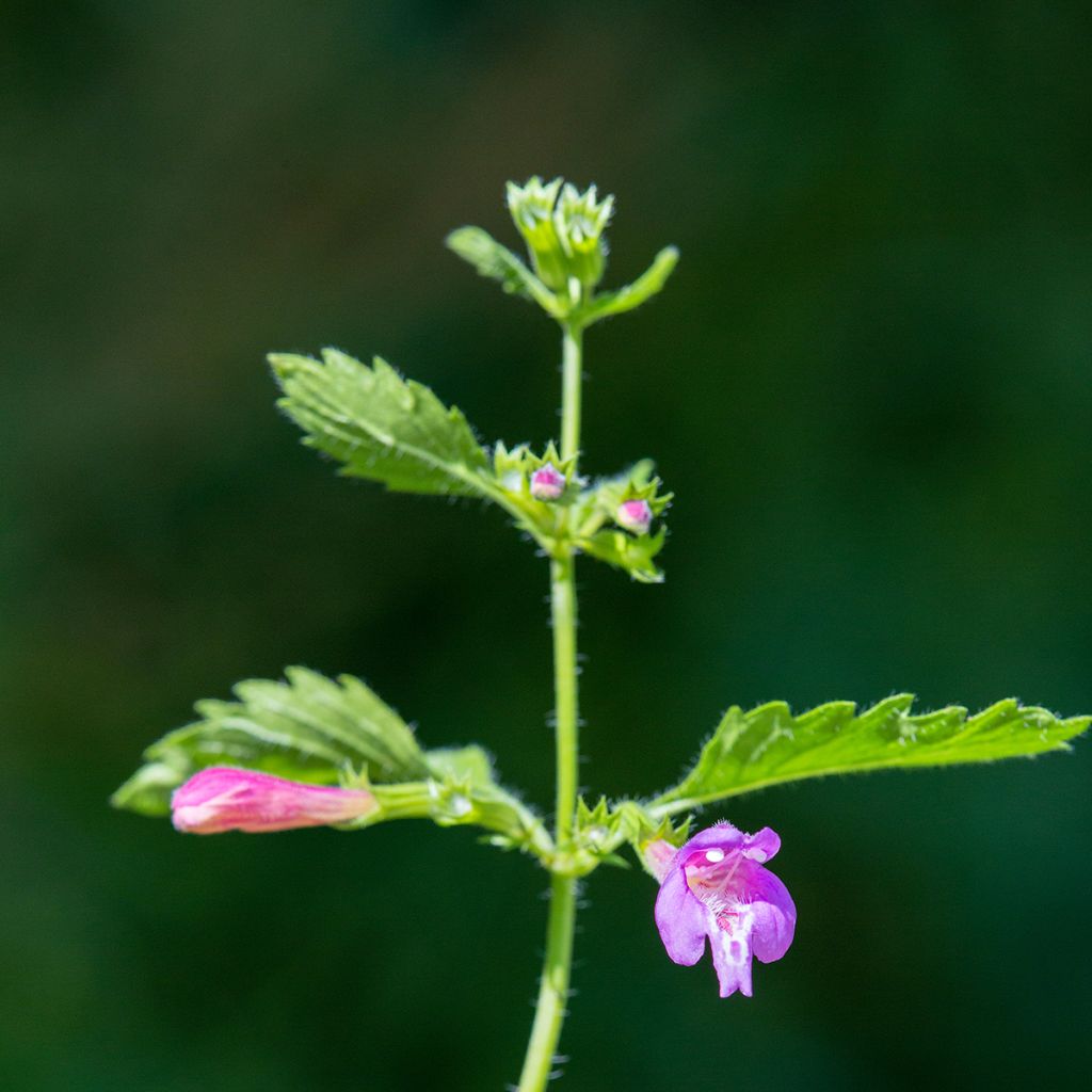 Calamintha grandiflora