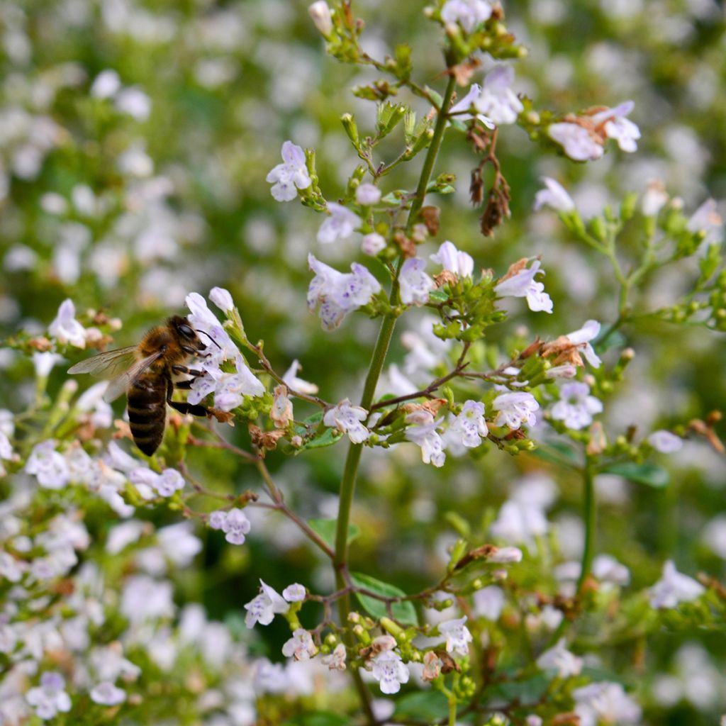 Calamintha nepeta