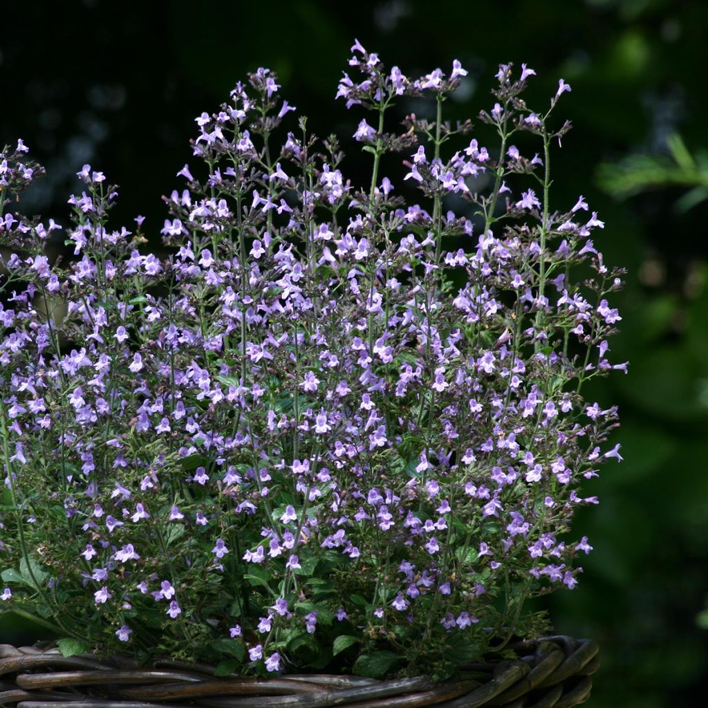Calamintha nepeta Marvelette Blue - Calamento
