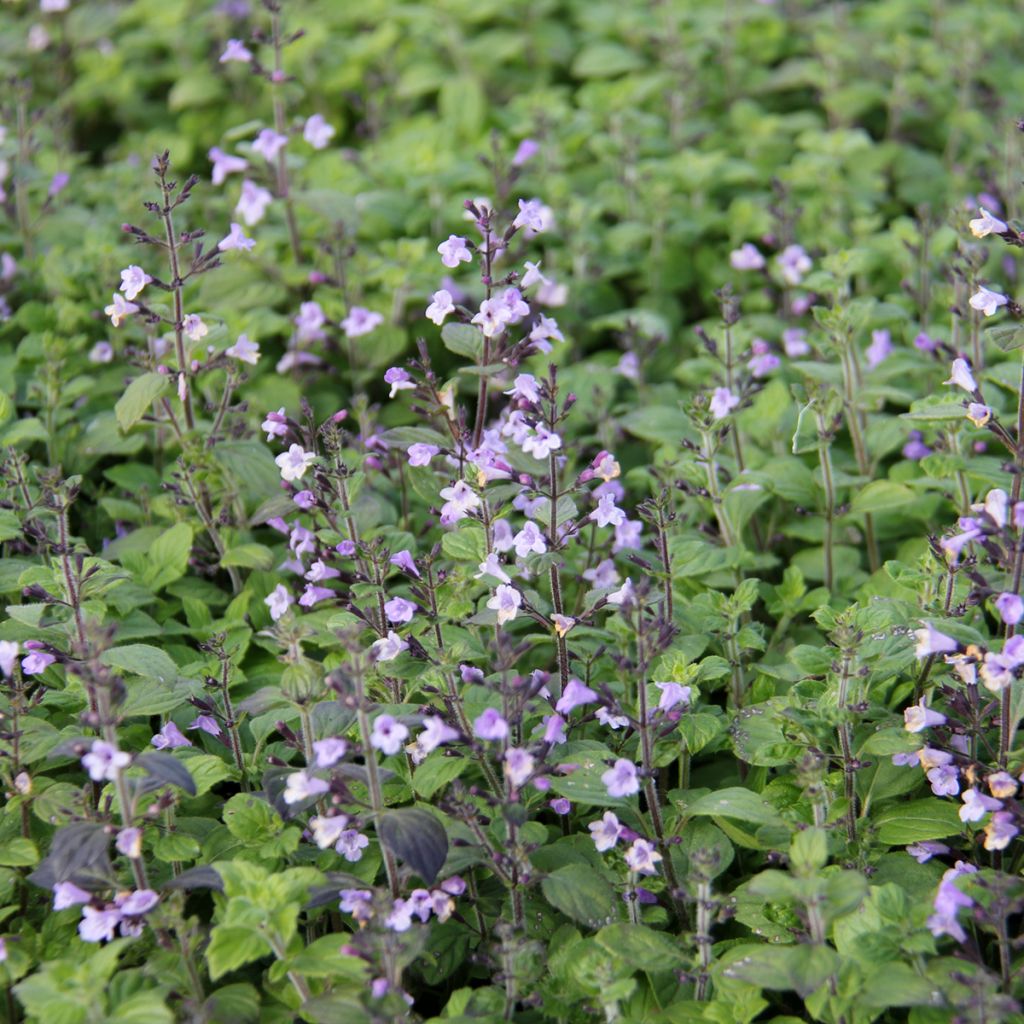 Calamintha nepeta Marvelette Blue - Calamento