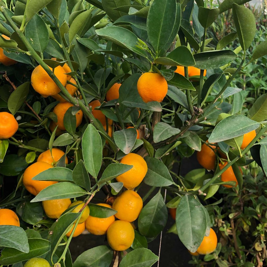 Calamondina - Citrus madurensis (mitis)