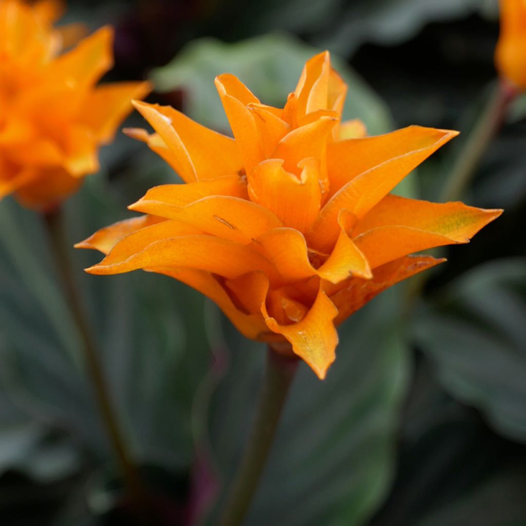 Calathea crocata