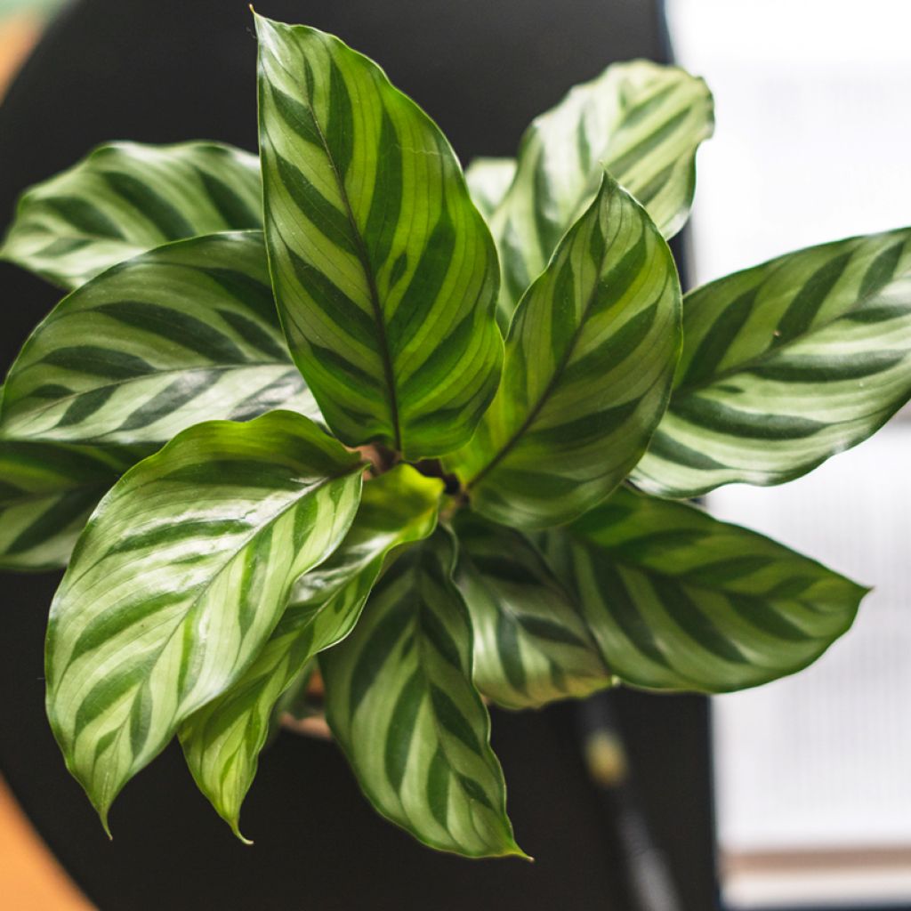 Calathea concinna Freddie