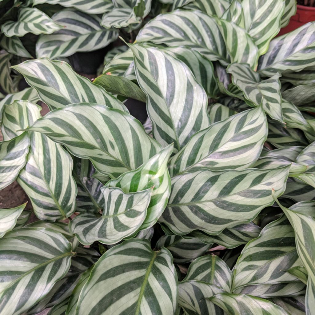 Calathea concinna Freddie