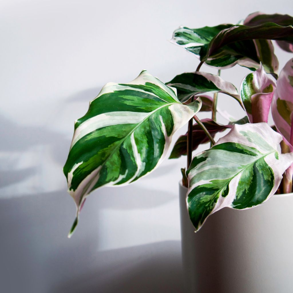 Calatéia Fusion White