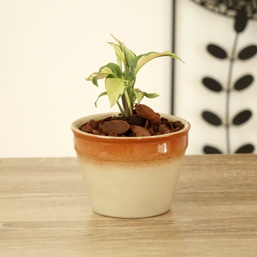 Calatéia Yellow Fusion