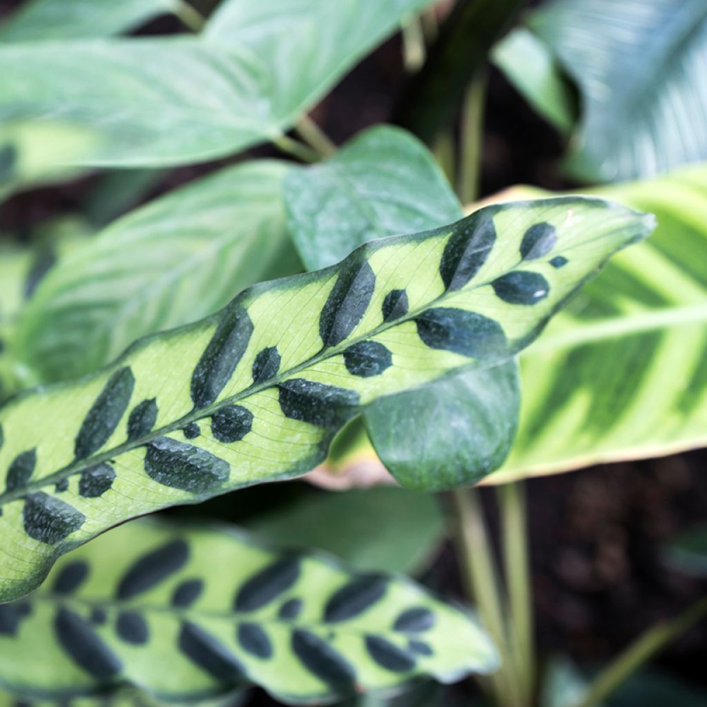 Calathea insignis