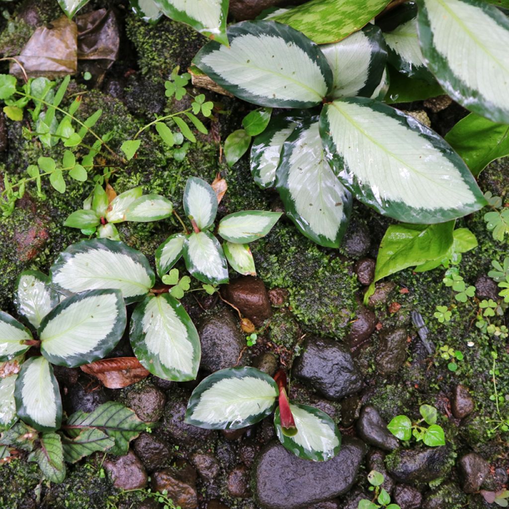 Calatéia roseopicta Royal Standard