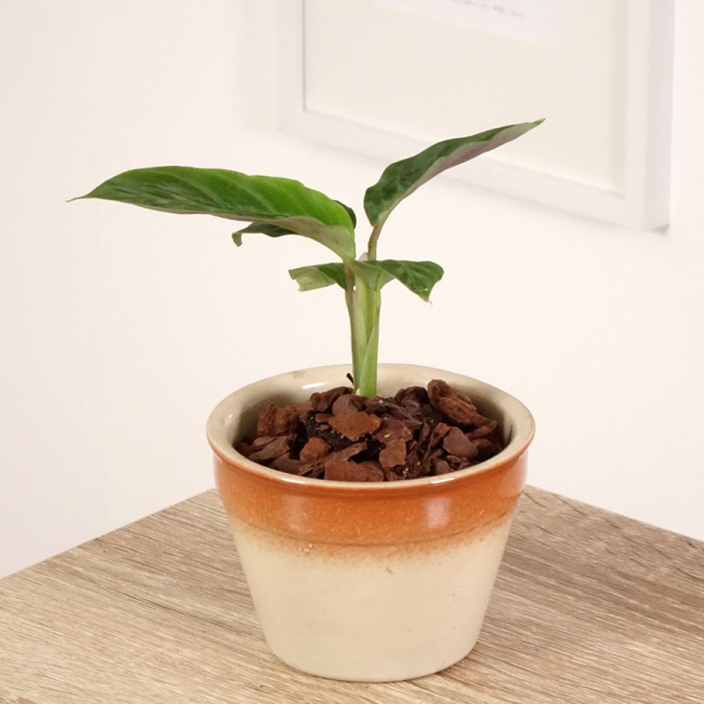 Calatéia warscewiczii