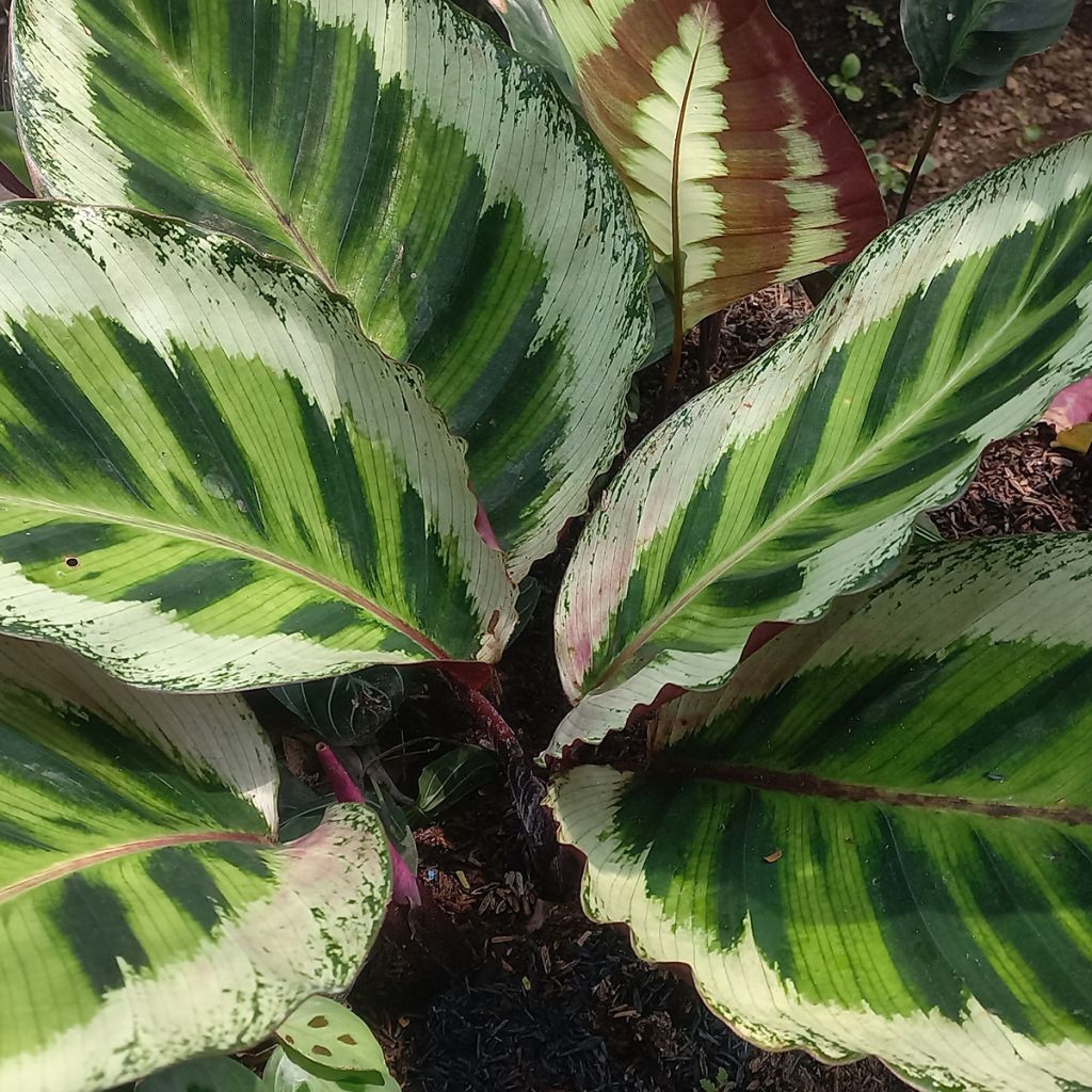 Calathea Angela - Calatéia