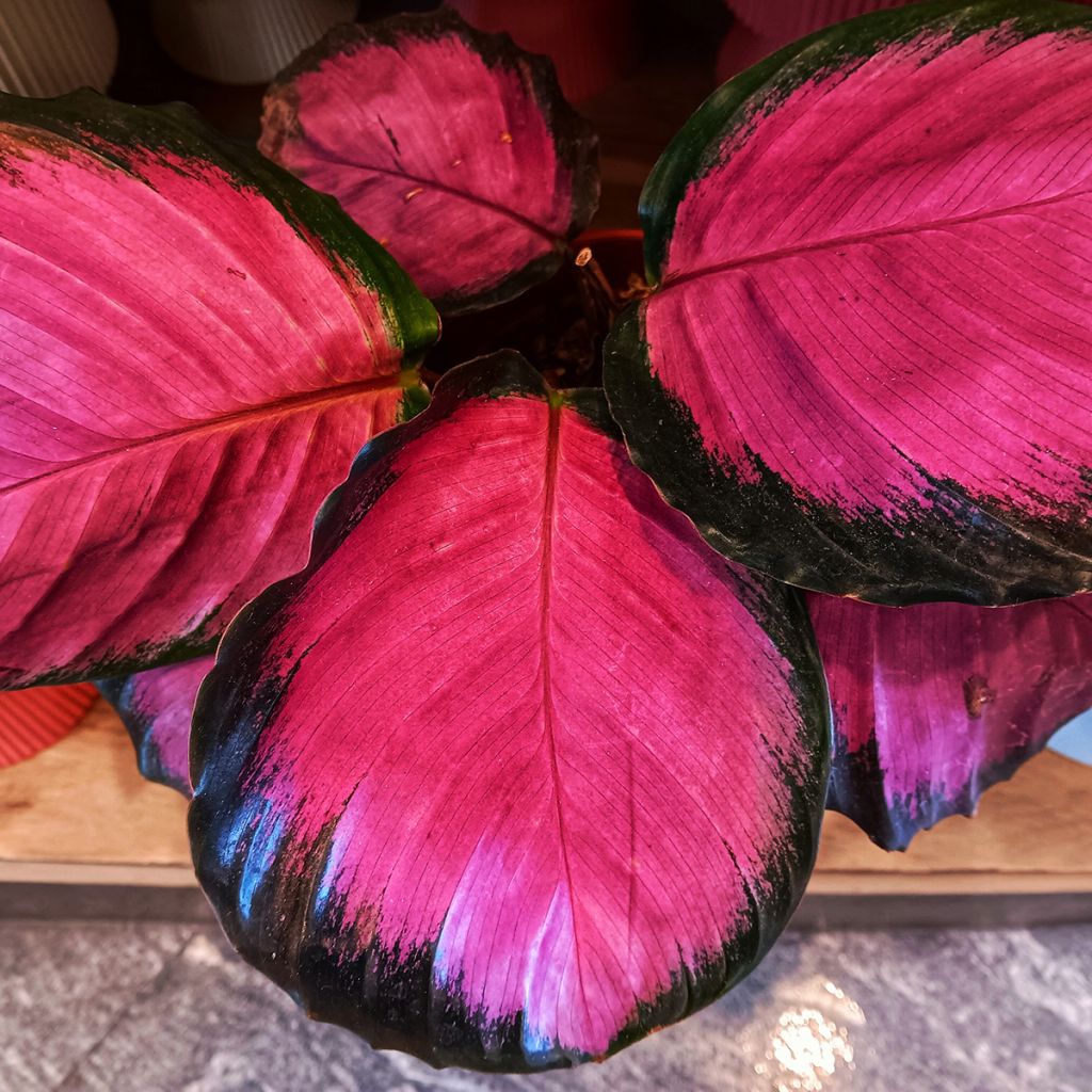 Calathea Purple Rose - Calatéia