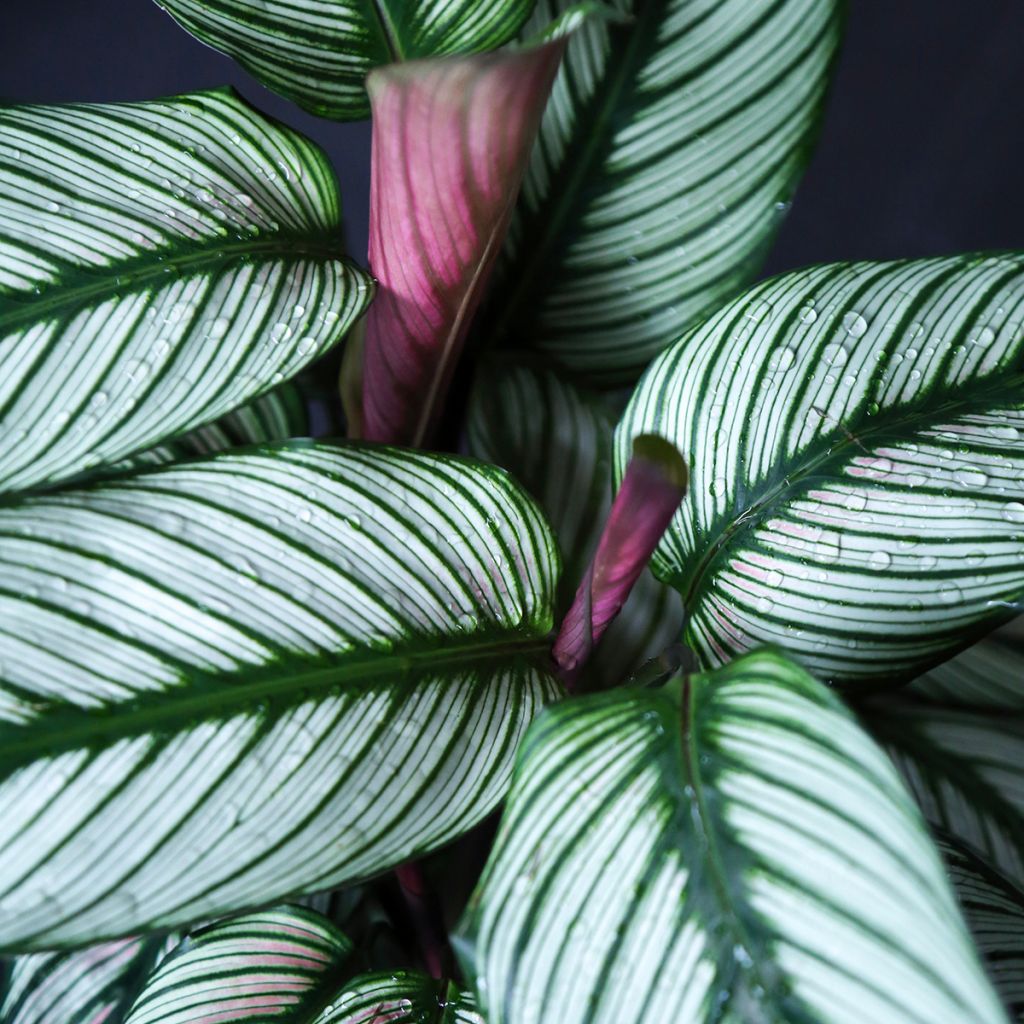 Calathea White Star - Calatéia
