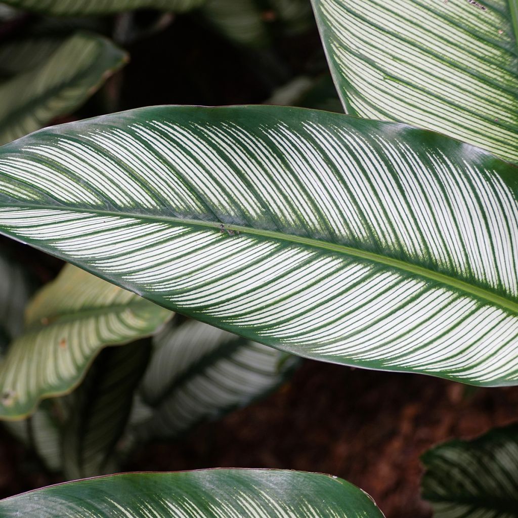 Calathea White Star - Calatéia