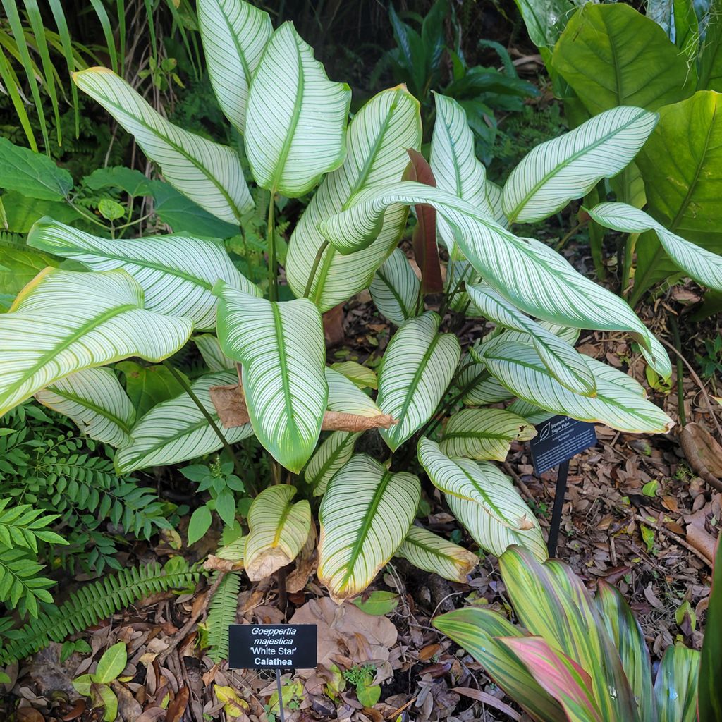 Calathea White Star - Calatéia