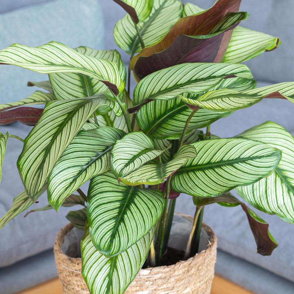 Calathea White Star - Calatéia