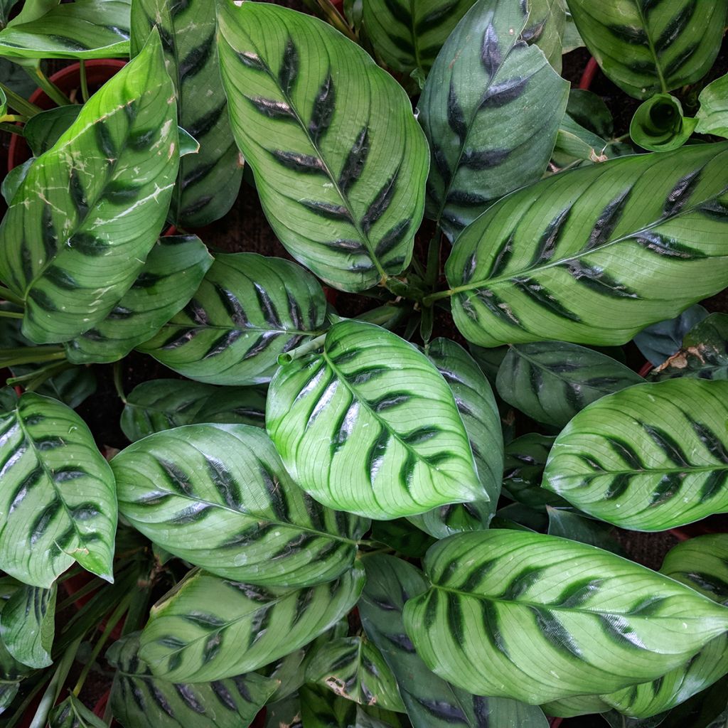 Calathea leopardina - Calatéia