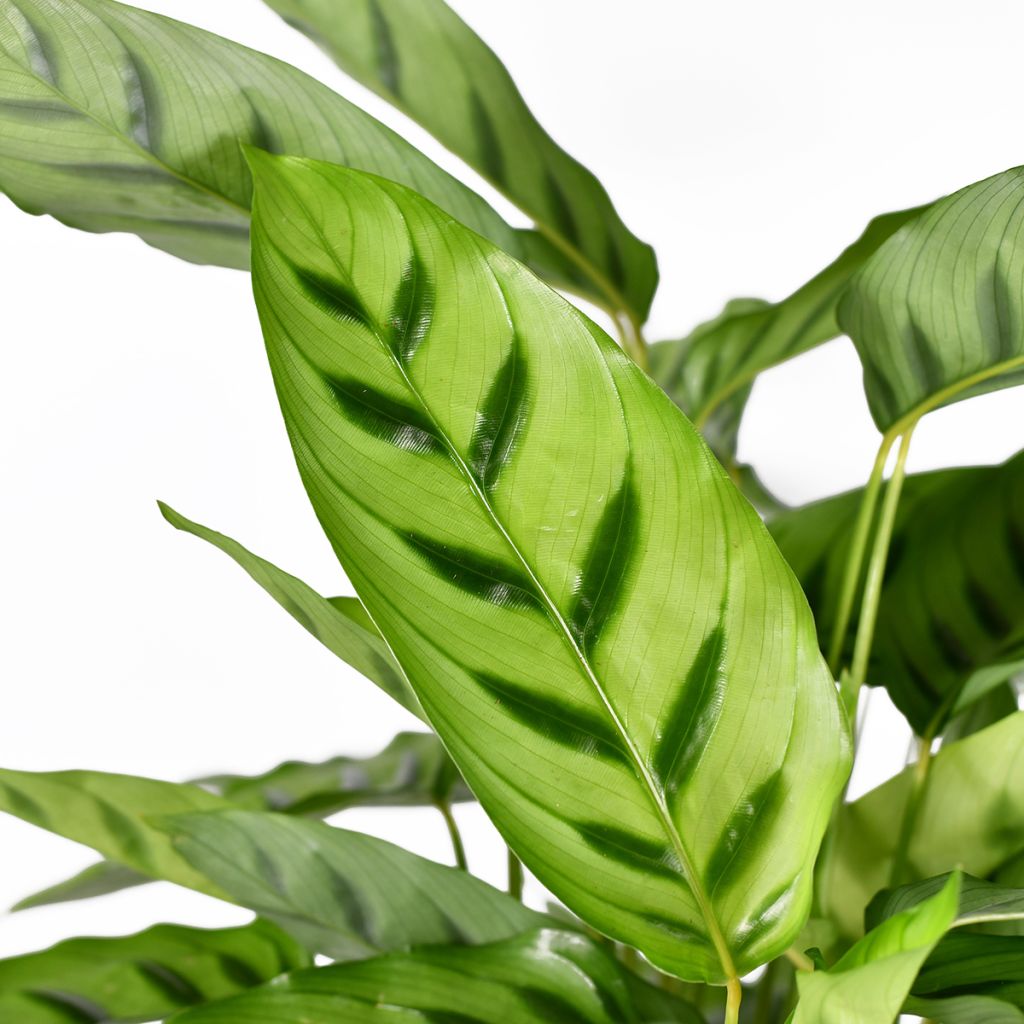 Calathea leopardina - Calatéia