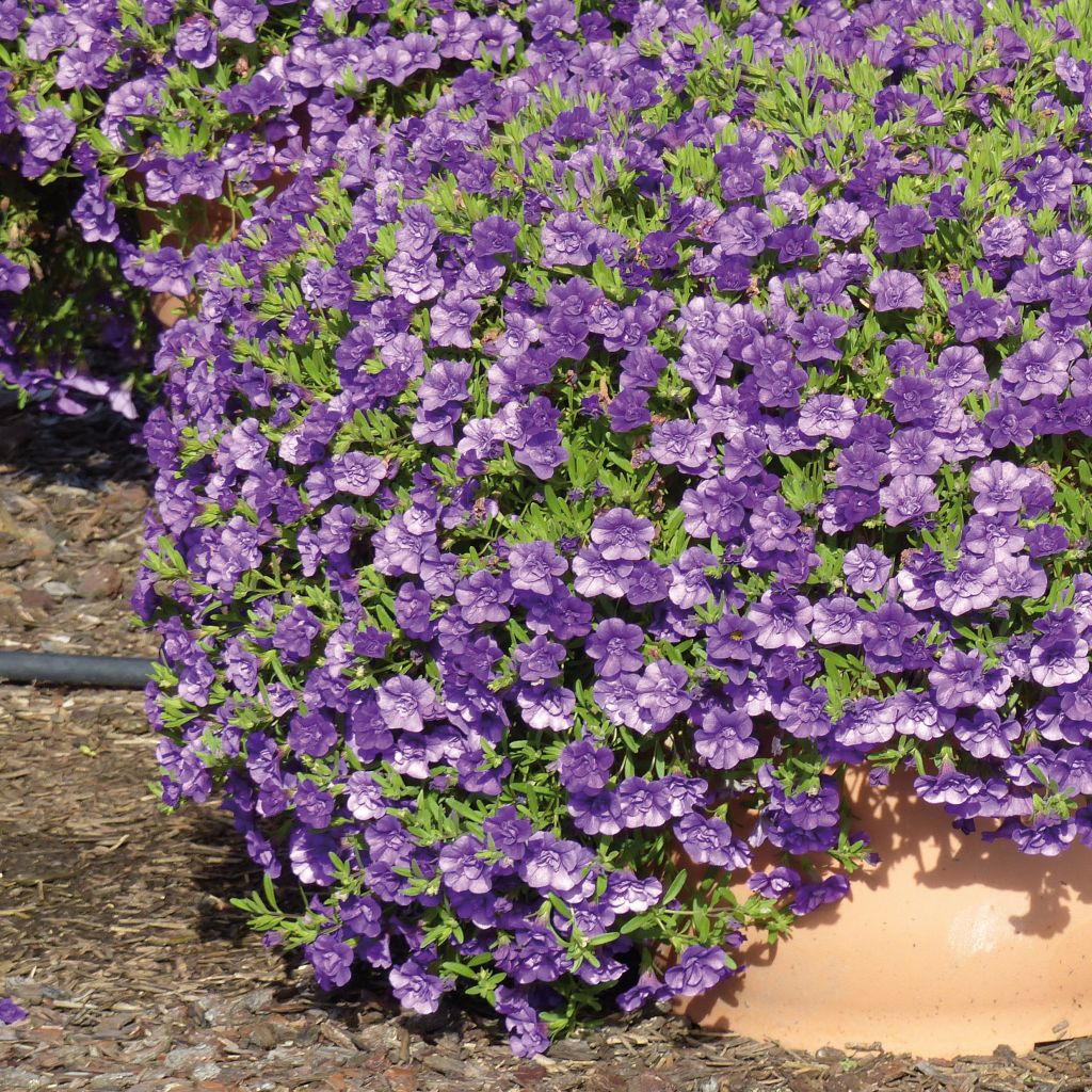 Calibrachoa Can-Can Rosies Blue - Mini-petúnia