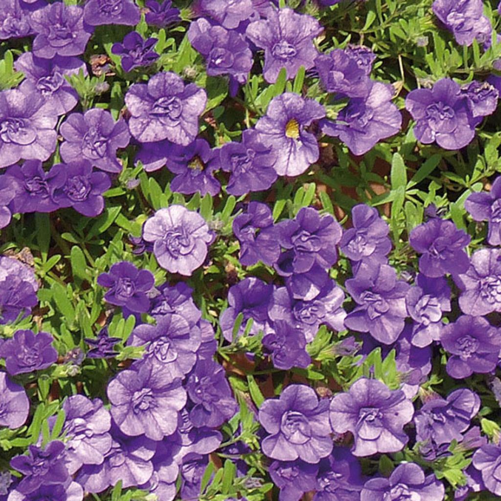 Calibrachoa Can-Can Rosies Blue - Mini-petúnia