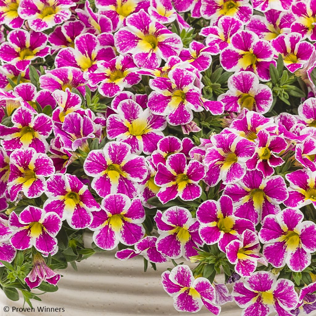 Calibrachoa Superbells Holy Cow