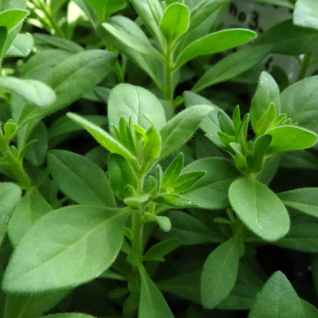 Calibrachoa Superbells Unique White