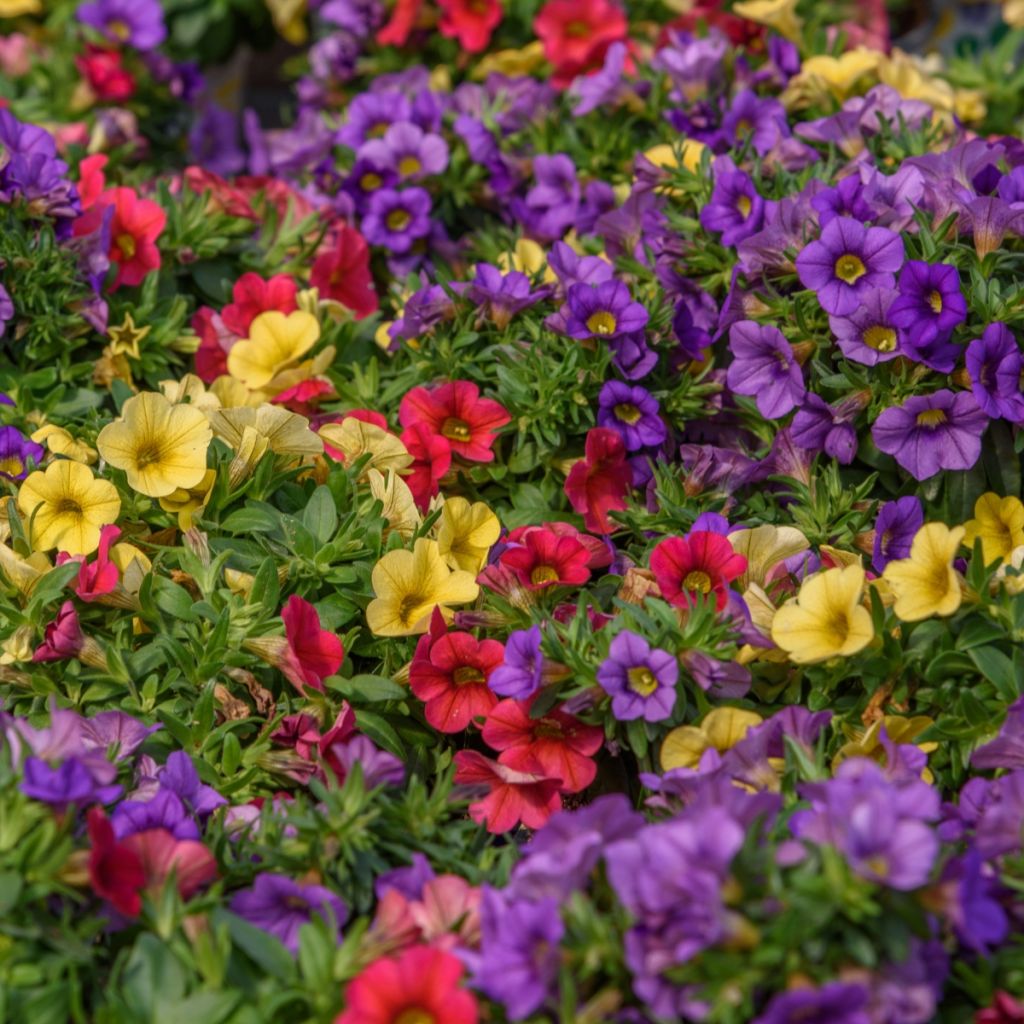 Calibrachoa Noa Mixis Cleantha