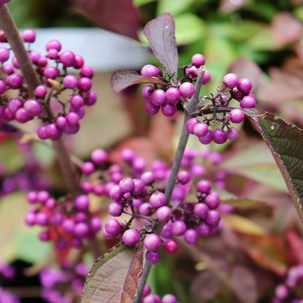 Callicarpa bodinieri Profusion